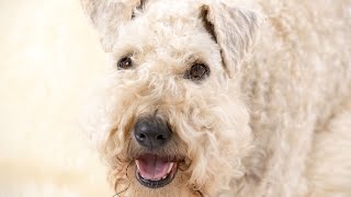 How to Manage Your Soft Coated Wheaten Terriers Prey Drive [upl. by Swetiana]