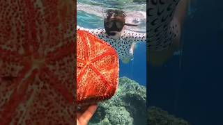 Star fish Maldives subscribe channel travel maldives maafushiisland [upl. by Ayak745]