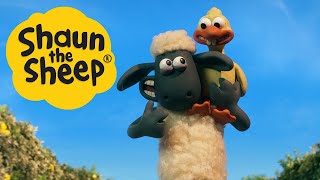 Shaun the Sheep Season 6 Clip  Sheep Sheep Goose [upl. by Xineohp]