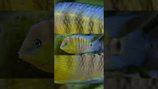 The Blue Eye Cichlid Cryptoheros Spilurus [upl. by Erie]