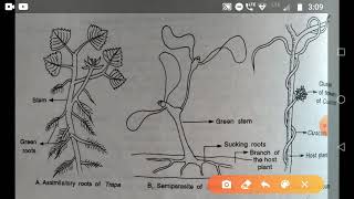 Types of adventitious roots for vital functions [upl. by Easter]