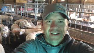 Ewe lambs and feed ration [upl. by Lloyd]