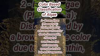 Classification of Algae  Rhodophyta pheophyta Chlorophyta [upl. by Lehcyar]