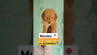 Golden retriever puppys sale in mumbai call 8652858800 goldenretriever goldenwords sale [upl. by Tobias]