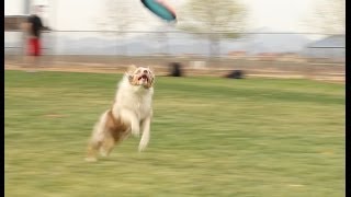 Frisbee with Flynn [upl. by Arica]