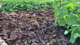 12  Het gebruik van compost uit de lasagne composthoop in de moestuin prachtig [upl. by Binnings]