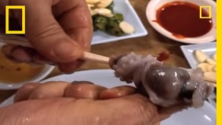 Would You Eat Live Octopus  National Geographic [upl. by Lodnar915]