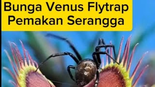 Bunga Pemakan Serangga Untuk Bertahan Hidup faktaunik reels [upl. by Rico16]