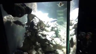 100 gallon African Cichlid aquarium with ocean rock hardscape [upl. by Corny]