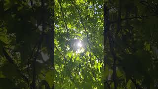 Sweetgum  branches twigs amp leaves in the sun  September 2024 [upl. by Attenaj]