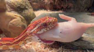 Corn Snake eats raw pinky cornsnakes snake videosnakefeeding [upl. by Rech]