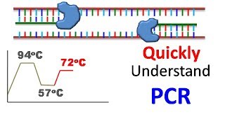 Polymerase chain reaction PCR [upl. by Alric]