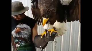 Bluey amp Mizu the heaviest eagle in the world Stellers Sea Eagle [upl. by Quintilla]