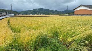 Roadside Houses and Rice Fields  Japan [upl. by Astto]