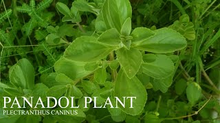 Benefits of Panadol Plant  Plectranthus Caninus [upl. by Arbmahs]