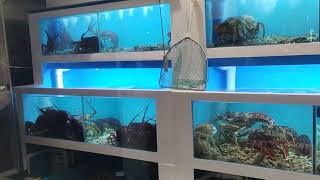 LIVE SEA FOOD IN ONE OF RESTAURANT NEAR QUEEN VICTORIA MARKET on FRIDAY MAY 5th 2023 [upl. by Brit309]