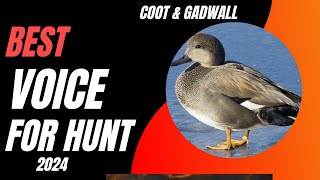 ✌Best coot amp gadwall voice for hunt ✌  coot amp gadwall mix  New voice coot  sucses hunt [upl. by Ayekim]