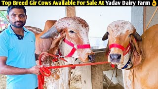 Top Breed Gir Cows Available For Sale At Yadav Dairy Farmदेखिए यादव डेरी फार्म की टाॅप ब्रीड गिर गाय [upl. by Anival]