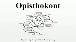 Opisthokont [upl. by Saffren787]