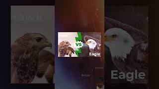 Eagle vs Hawk fight amazingfacts eagle eagles eaglefight animals hawkeagle birds eaglepower [upl. by Einoj122]