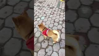 Pipi plays ball dogs pets cutedogs shorts [upl. by Akemak]