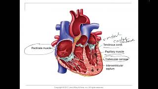 HeartEndocardium pectinate muscles and trabeculae carneae papillary muscles and chordae Tendineae [upl. by Jennee]