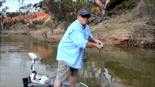 How to catch Yellow Belly  SHIMANO FISHING [upl. by Zzabahs919]