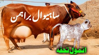 Brahmin cross cow 🐄 03124578623In Punjab Pakistan on YouTubeDate 4724 [upl. by Weiman]