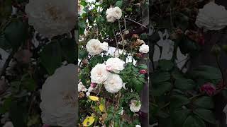 The Exquisite White Rose A Symbol of Refined Beauty garden plants flowers nature rose ep44 [upl. by Ecnahoy]