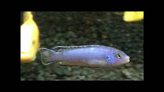 Mbuna Pseudotropheus Socolofi Cichlid [upl. by Dlaner]