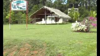 Alligators in Kabalebo  Suriname [upl. by Irallih968]