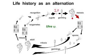 Sporic meiosis  Alternation of generations [upl. by Sakovich]