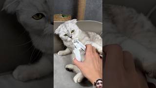 cat pets funnycats trending [upl. by Enyalahs214]