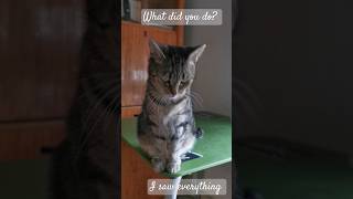 The Denial  Maszat Kitten mischievous viralvideo pets cat cute cutecat [upl. by Rubbico]