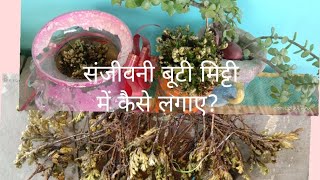 Selaginela bryopteris ayurvedic sanjeevani jadi booti mitti me kaise lagayeinSoil growing tips [upl. by Ysabel]