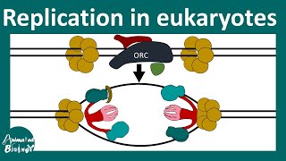 DNA replication in Eukaryotes  Prokaryotic vs Eukaryotic DNA replication  Molbio  CSIR NET [upl. by Albie652]