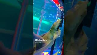 Turtle 🐢🫣 turtle turtleworld aquarium indianturtle pls subscribe 🥹🙏🏻 [upl. by Aitahs]