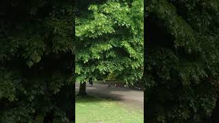 Hanley Park UK shorts music nature zoo uk travel animals summer drone [upl. by Eladnar]