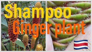 Beyond Garden  Costa Ricas shampoo Ginger plant [upl. by Iroj90]