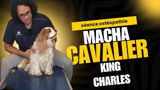 Une séance dostéopathie pour Macha un cavalier king charles [upl. by Anali]