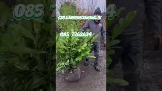 Mature laurels to provide an instant evergreen hedge hedges gardening evergreen [upl. by Sennahoj]