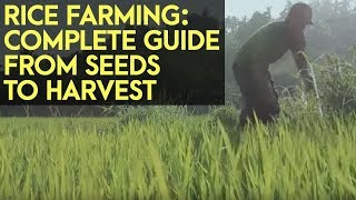 Rice Farming Complete Guide from Seeds to Harvest [upl. by Llirrem42]