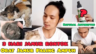 CARA MENGOBATI JAMUR PADA KUCING OBAT JAMUR KUCING PALING AMPUH  KUCING JAMURAN [upl. by Airdnaz706]