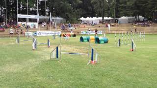 Marita amp Harvey European Open 2017 Italy Individual jumping run  Dog agility competition [upl. by Dippold563]