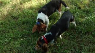 Beagles running a Rabbit July 20th Saint Marys Beagle Club [upl. by Dranyar]