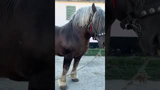 Natural Horse Training horse horseriding youtube youtubeshorts ytshorts shorts [upl. by Ynotna]