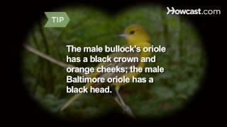 How to Identify Birds The Northern Oriole [upl. by Haas]