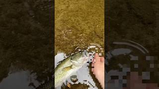 Flash Fishing Monster Bass in a Blink nature fishing fish animals bass river [upl. by Akirahs]