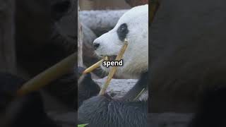 Pandas 🐼 AnimalFacts LazyAnimals Wildlife Nature Curiosity fascinatingwildlife nature [upl. by Idalina]