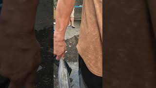 Catch jumping fishes amazing fresh jumping fishes are selling 源興定置漁場 fresh seafood fishport [upl. by Naiditch]